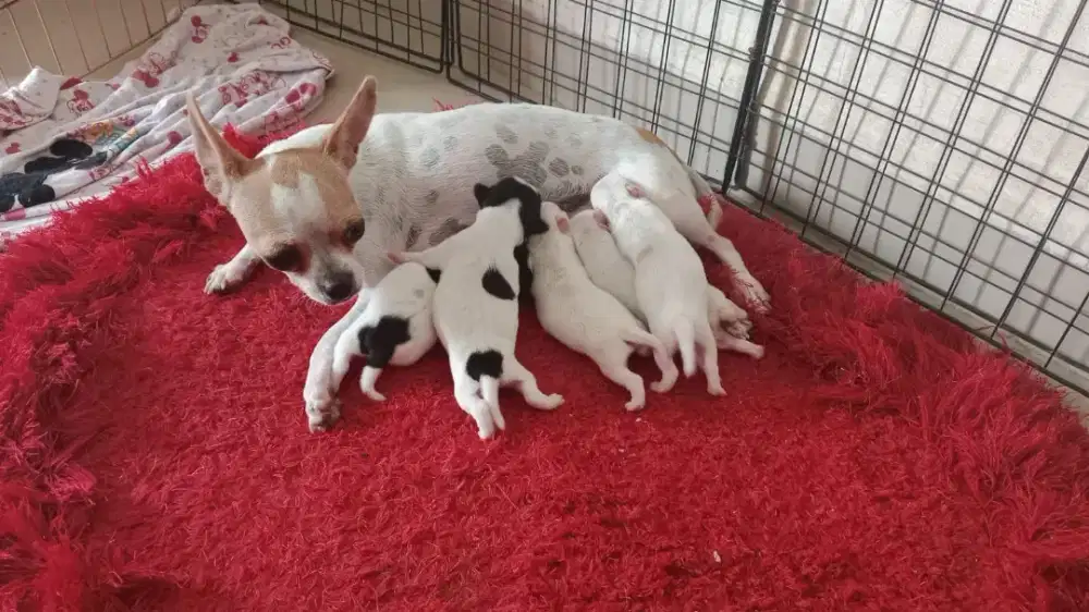 Cihua Hua Asli No Mix