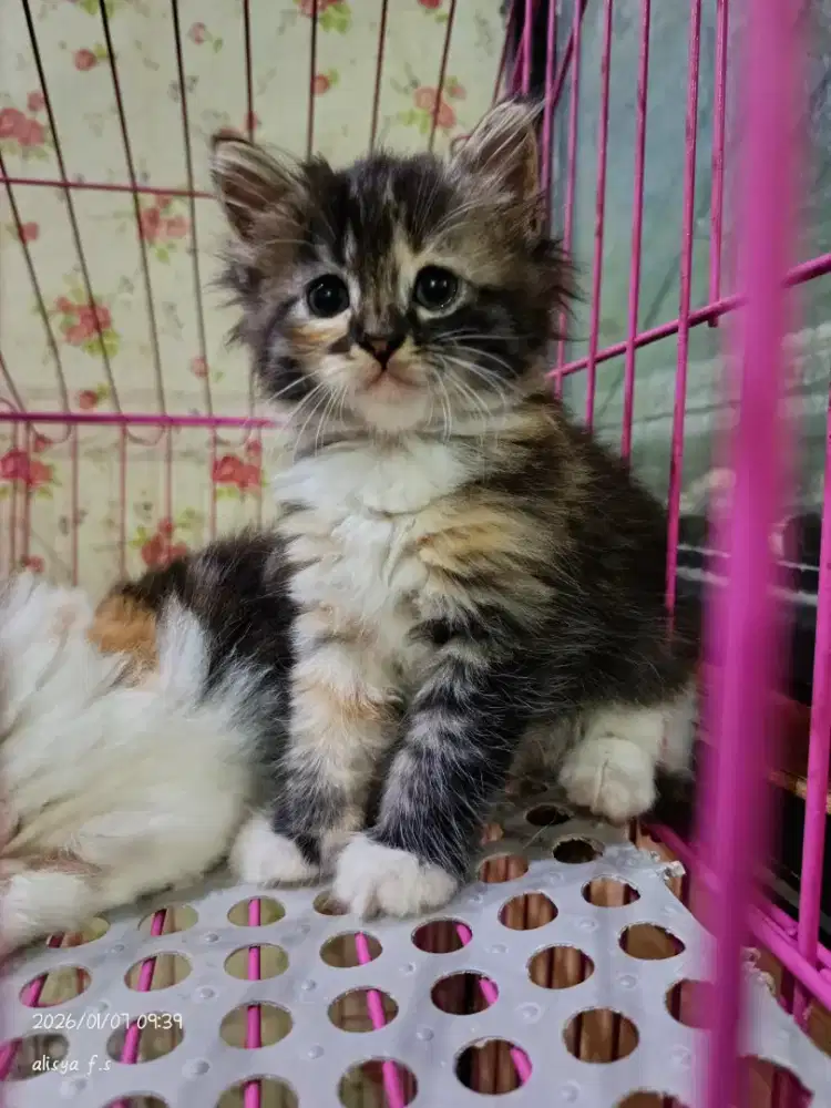 cat choize kitten 10 bungkus