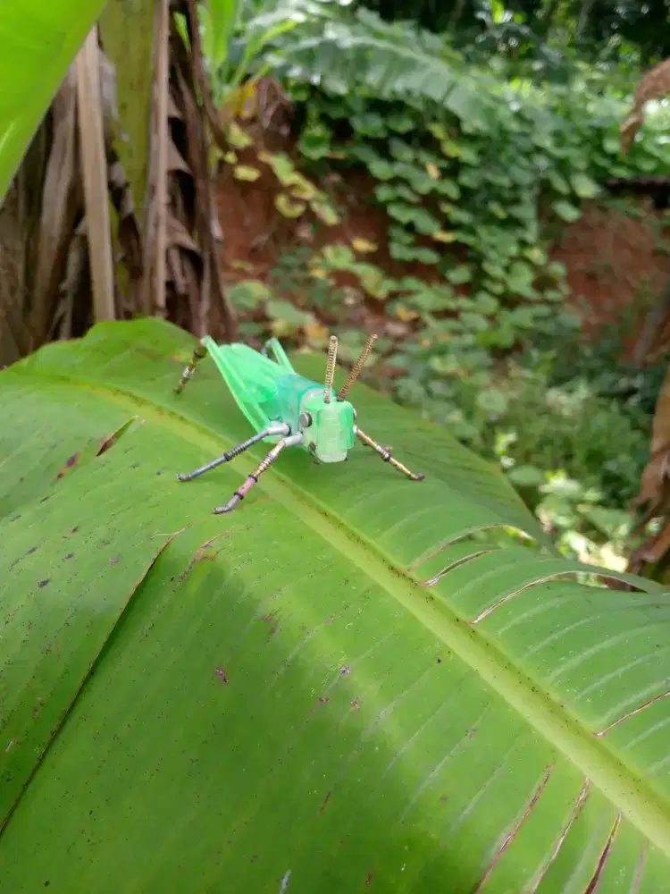 Hiasan Belalang Unik - Buatan Tangan dari Korek Gas Bekas keunikan