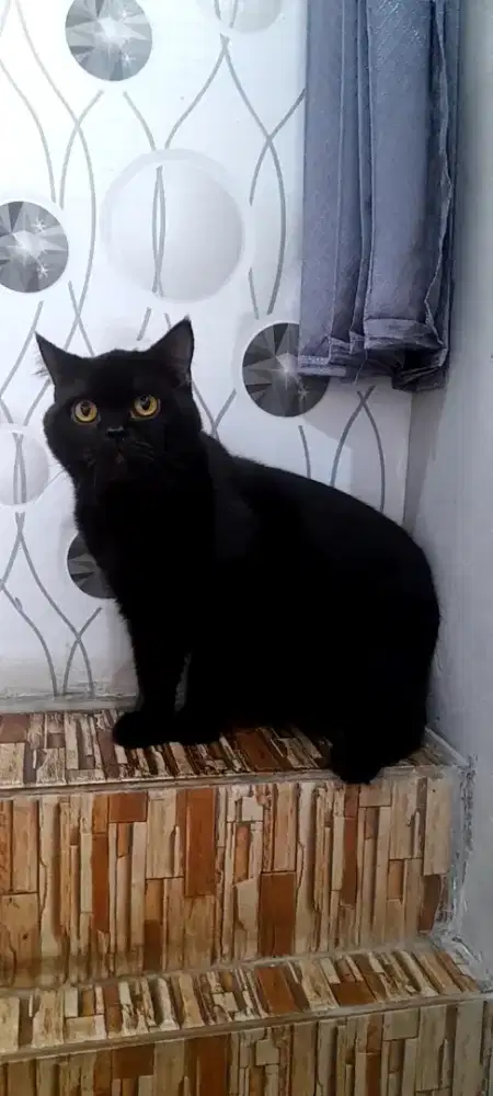 British shorthair BSH