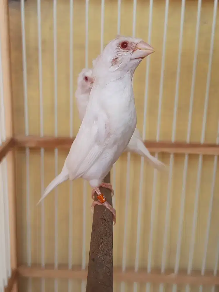 Emprit jepang jambul mame × jambul mame (indukan)