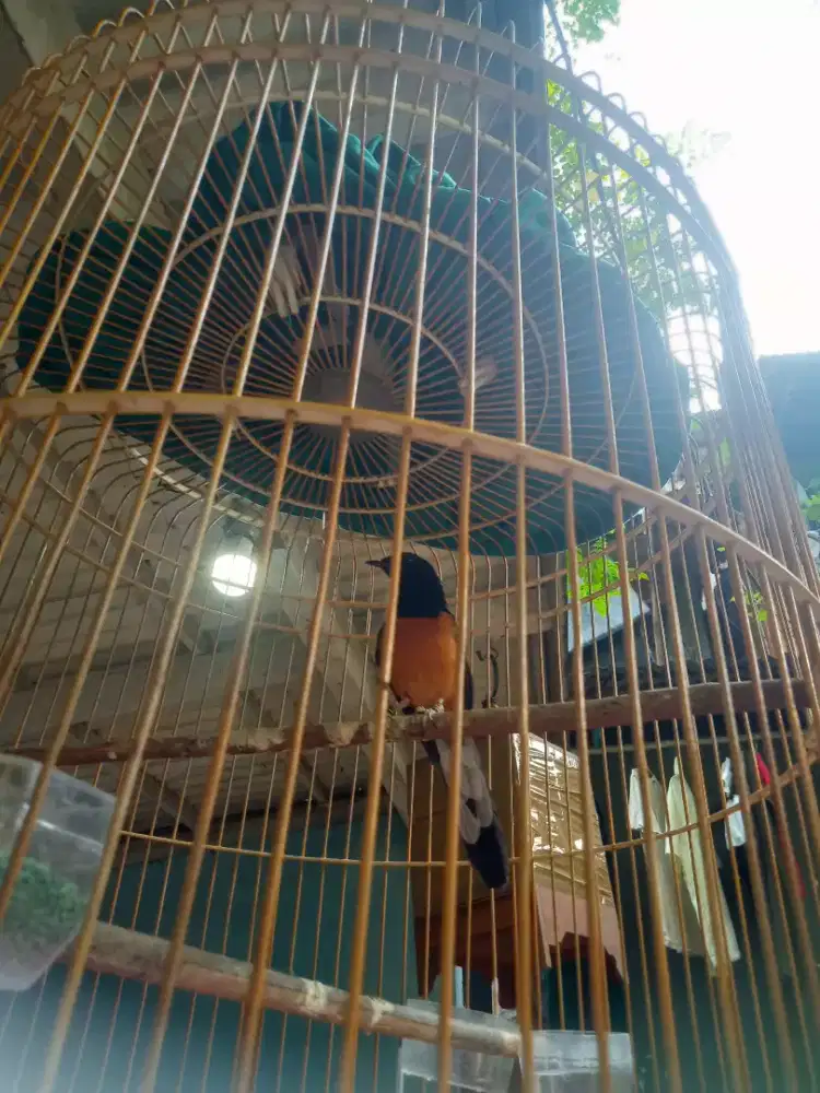Jual murai batu Medan gacor fs mulus