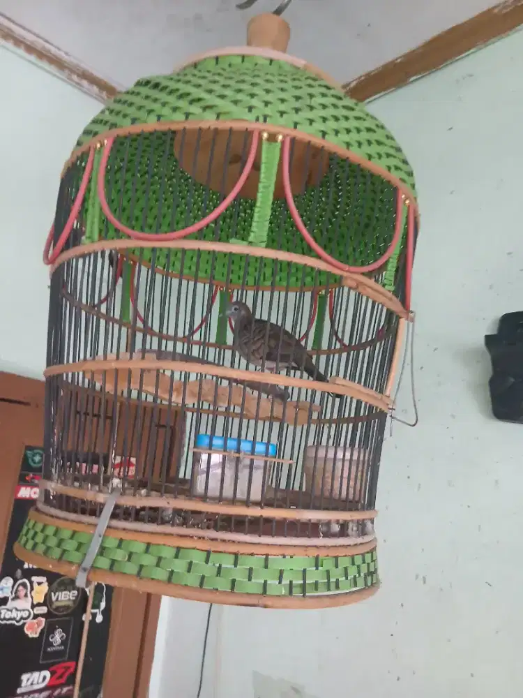 Burung perkutut lokal