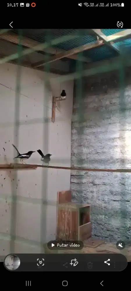 Kacer daput poligami