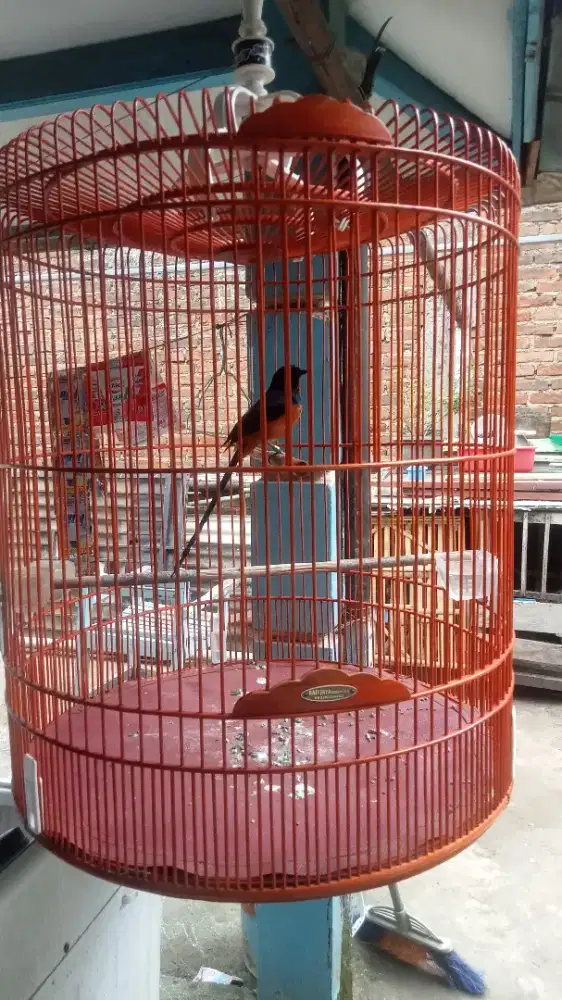 Murai Medan prestasi kaki item