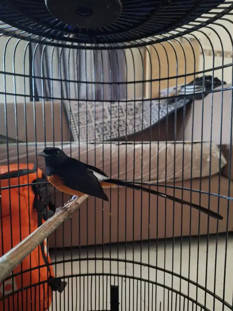 Murai medan gacor fullset