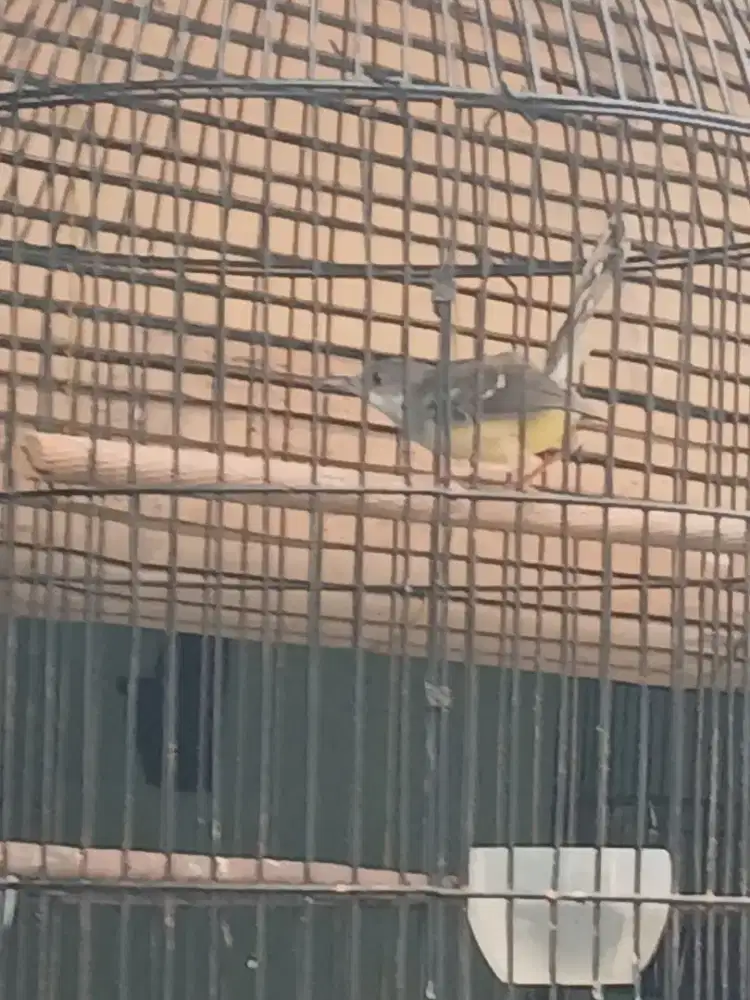 Burung ciblek semi Banyuwangi