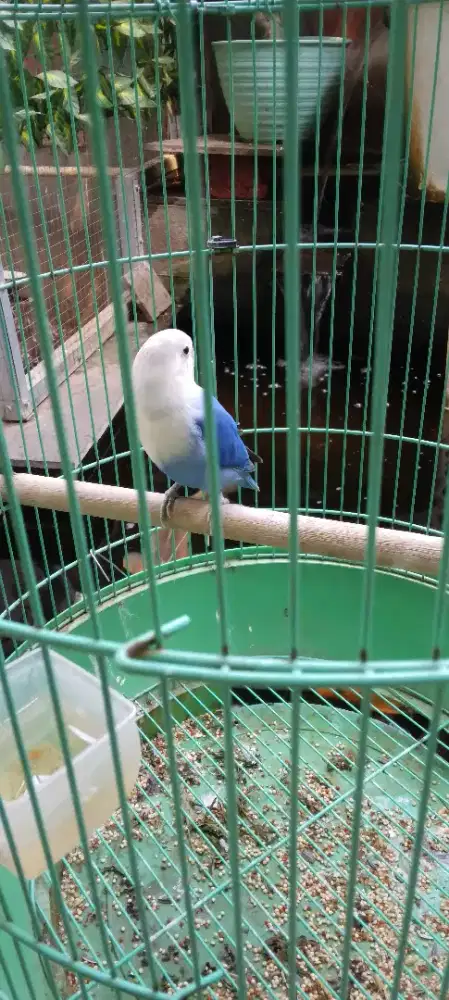 Burung lovebird biola