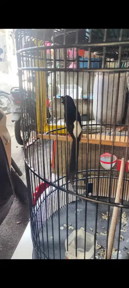 Murai muda gacor fighter tinggi