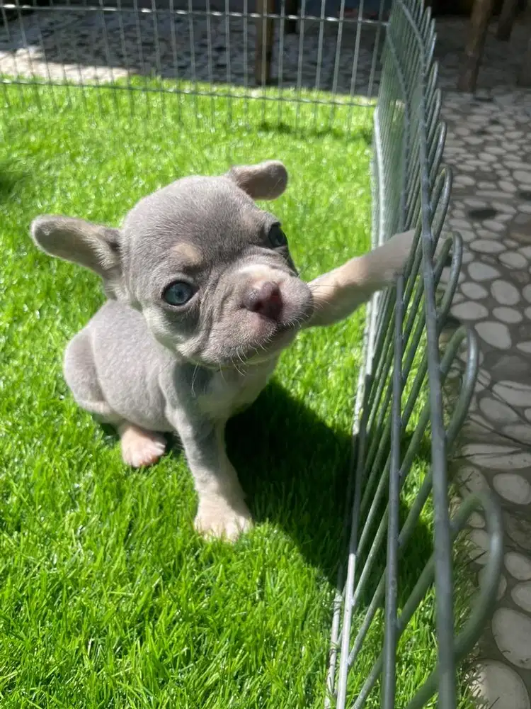 Open booking exotic french bulldog