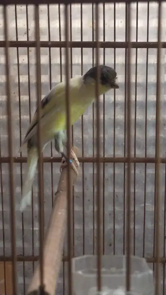 Burung kenari sf*F1bb betina siapan