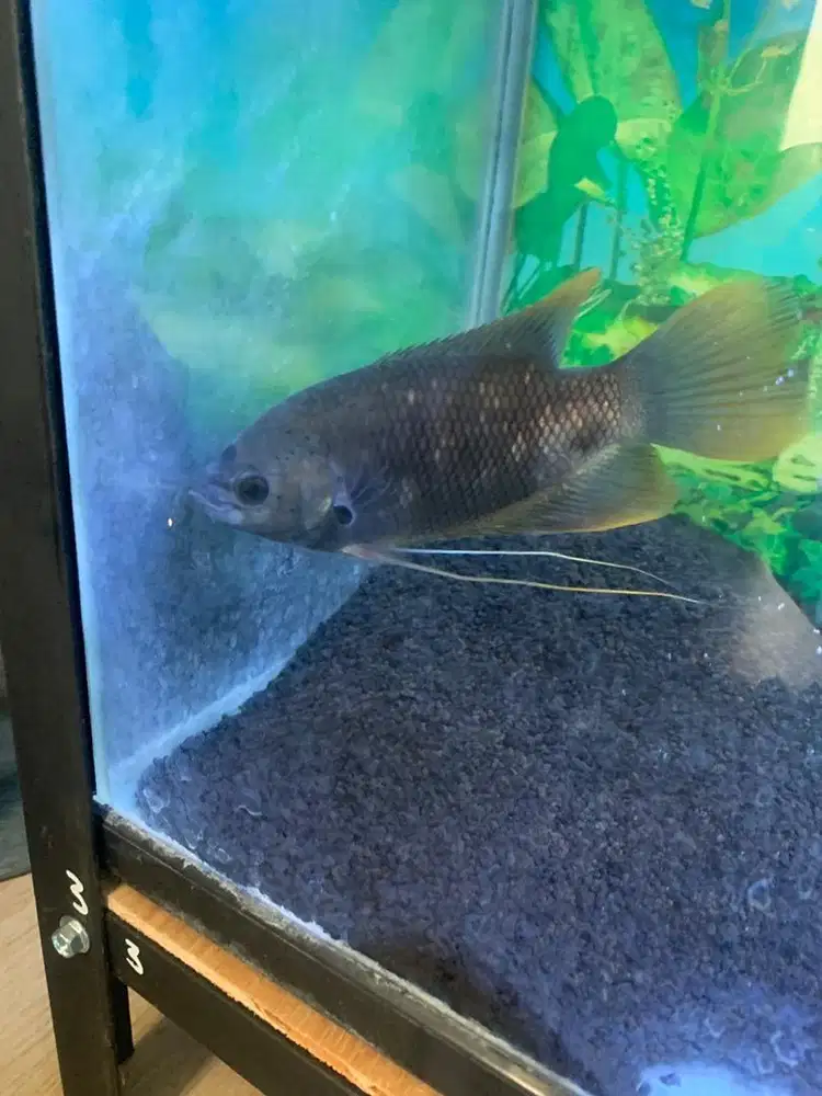 Ikan Hias Gurame Sabah 12 cm+/-