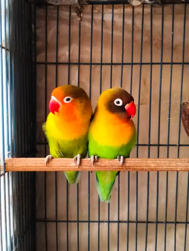 Lovebird Sepasang Siap Produksi