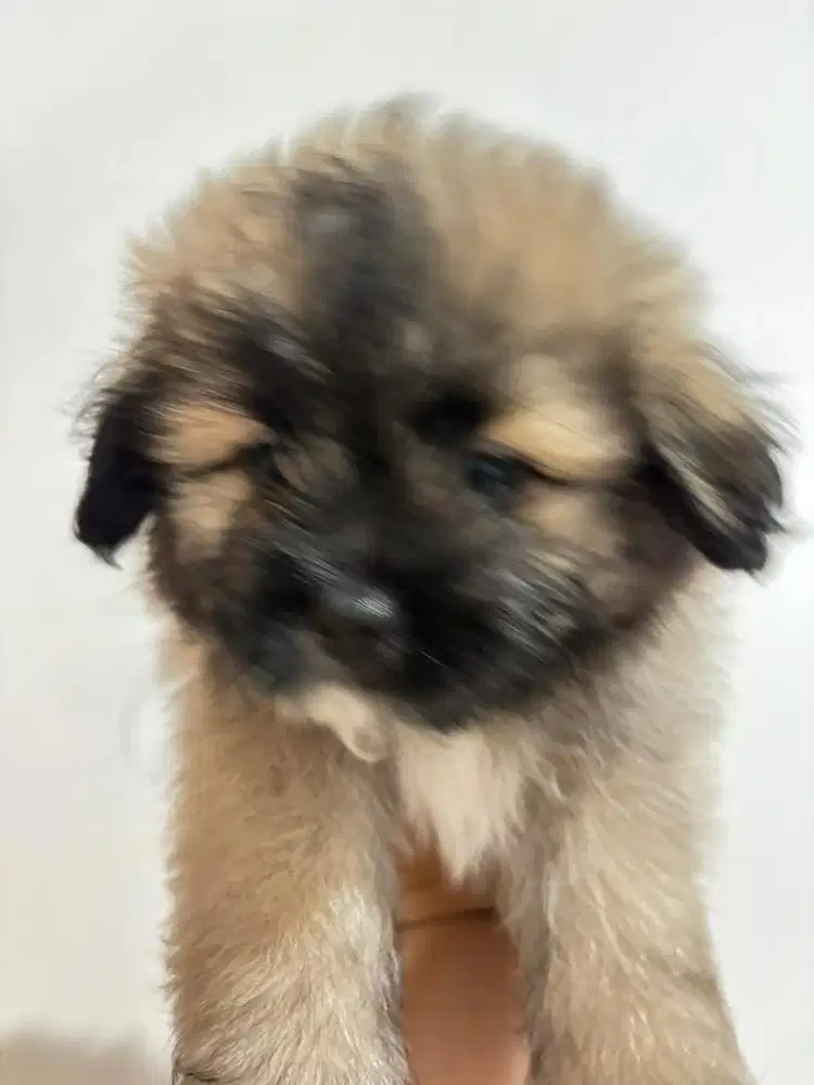 dijual puppy pomapoo x shihtzu