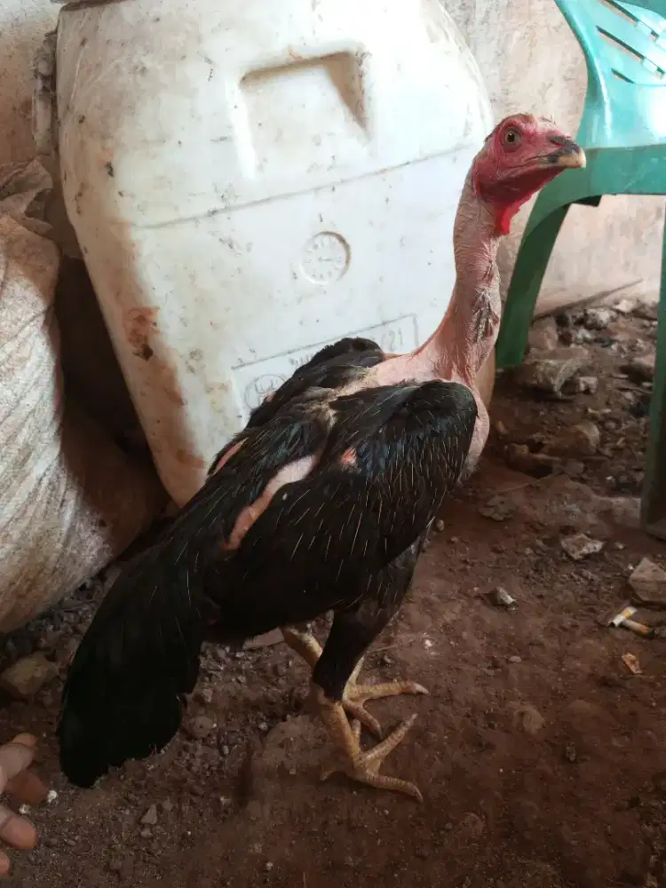 ayam bangkok saigon/ayam botak