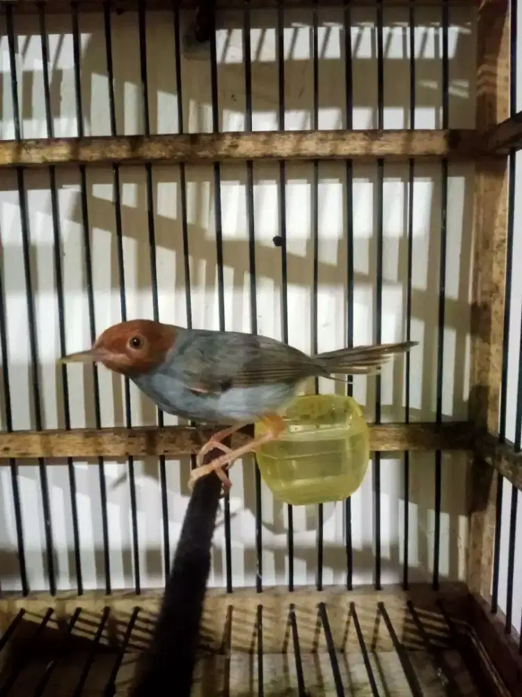 Prenjak jantan receh. variasi