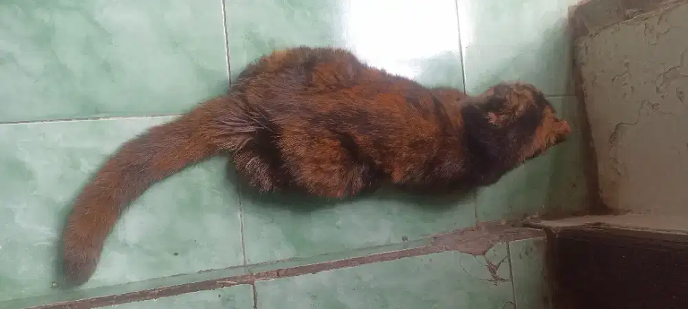 Kucing Scottish fold medium waru