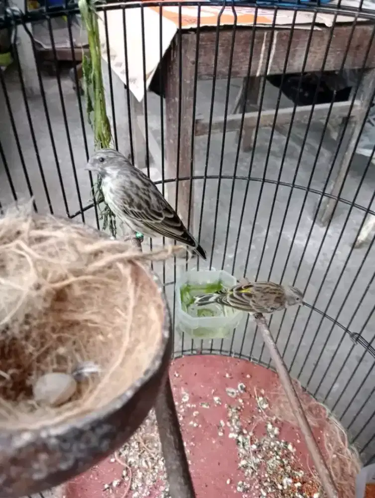 Sepasang blackthroat bawa telur 2