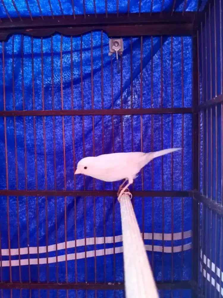 Kenari putih polos gacoran