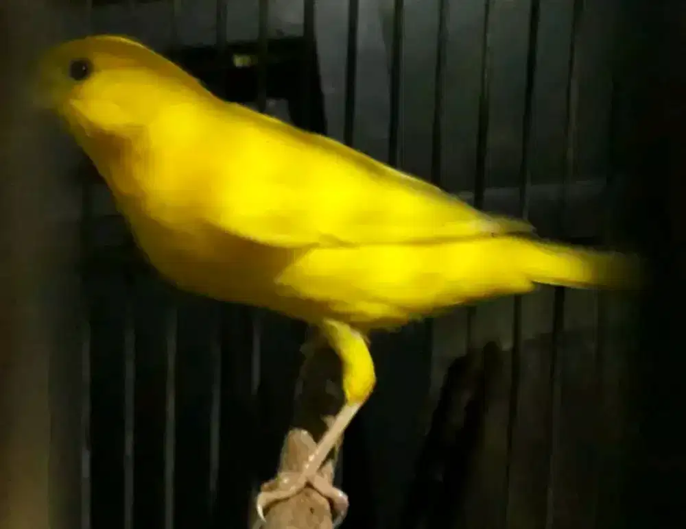 Kenari kuning stabilo gacoran