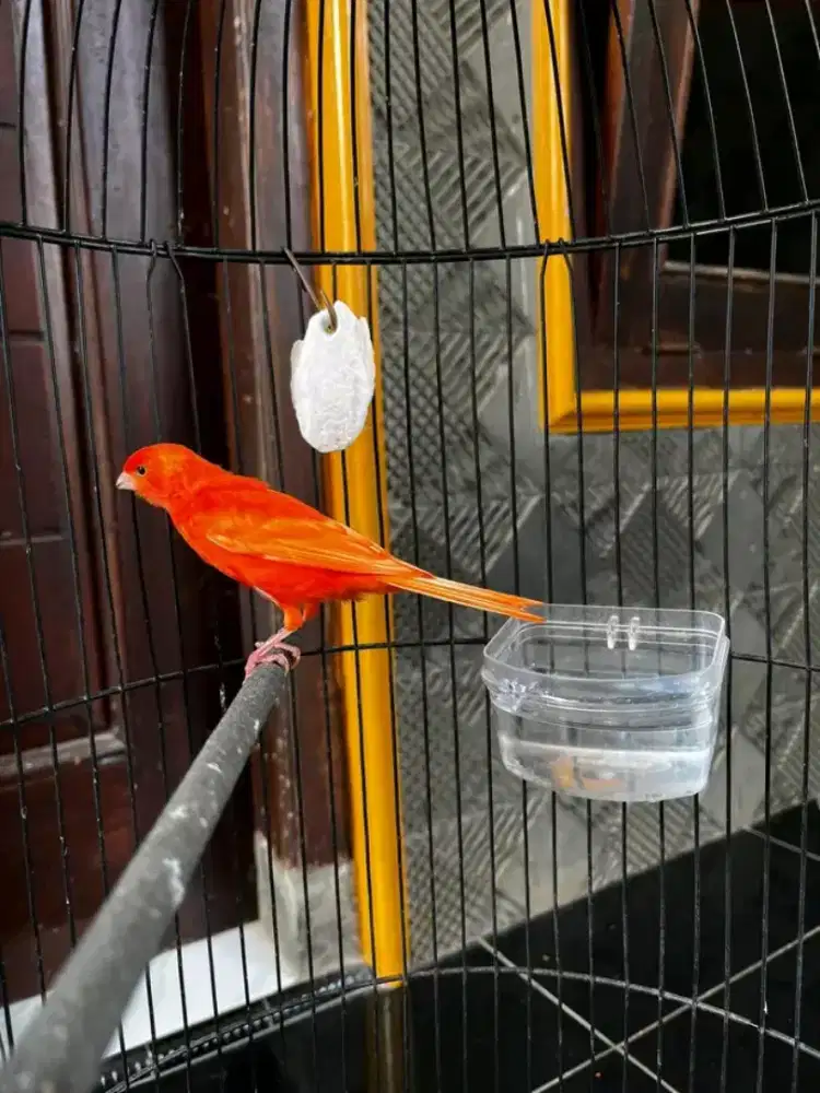 Kenari merlok super gacoran