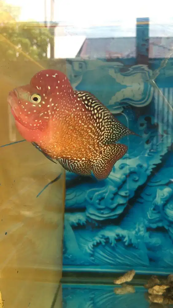 Kamfa tuton chilnong