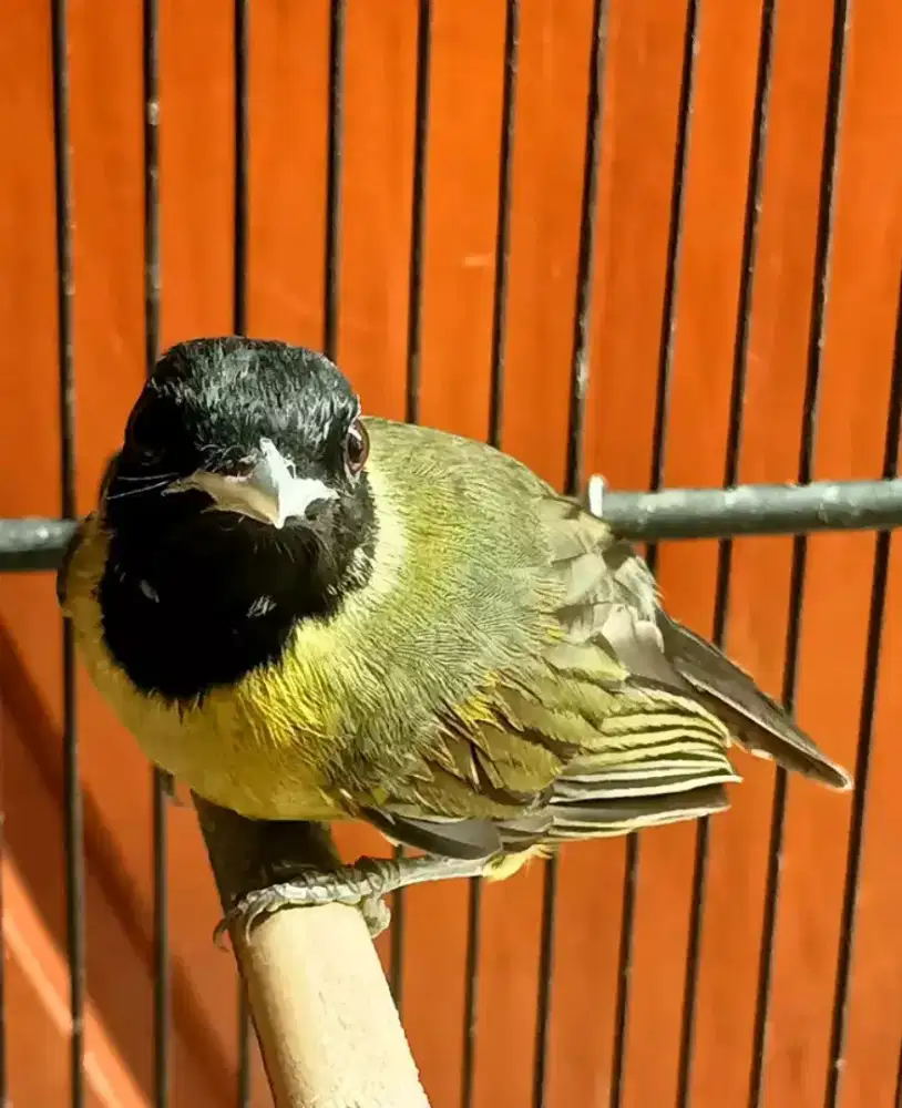 Samyong jantan purtotal