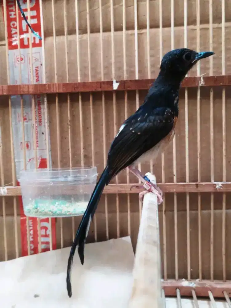 Murai trotol jantan trah ekor panjang