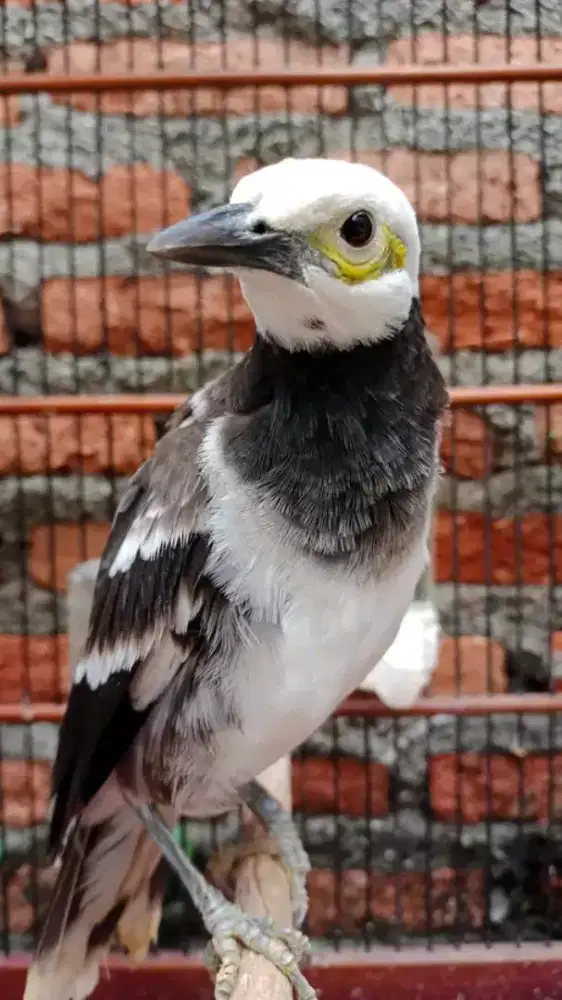 Jalak hongkong gacor rawatan