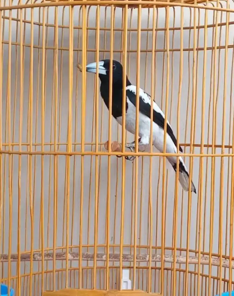 JagalPapua mulus gacor rawatan