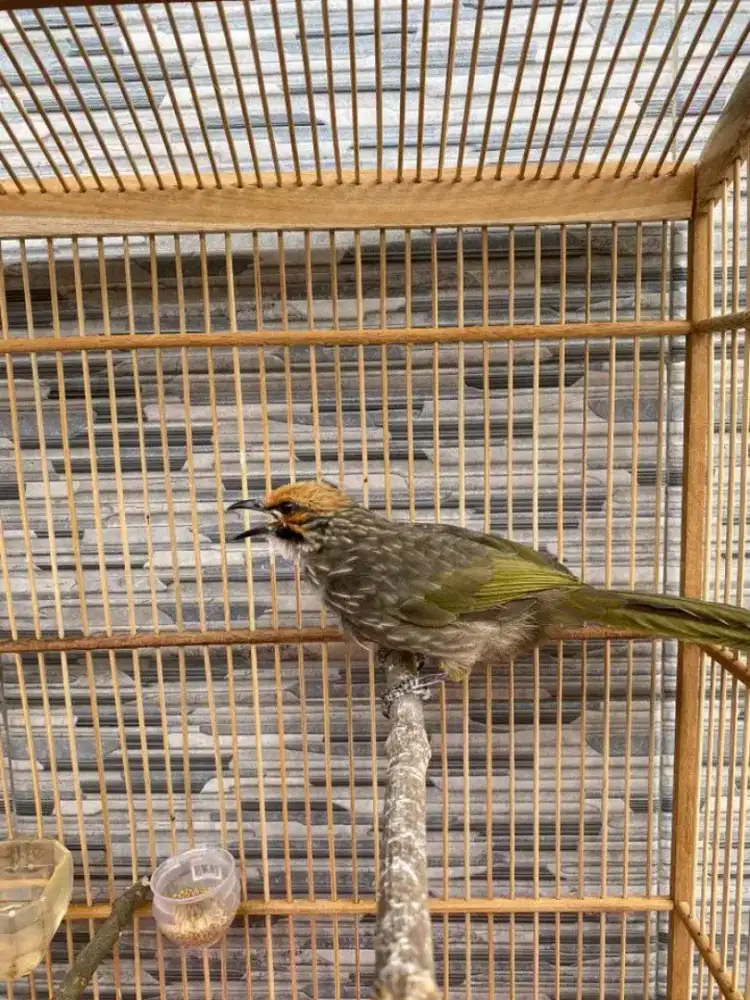 Cucak rowo CR jantan mapan