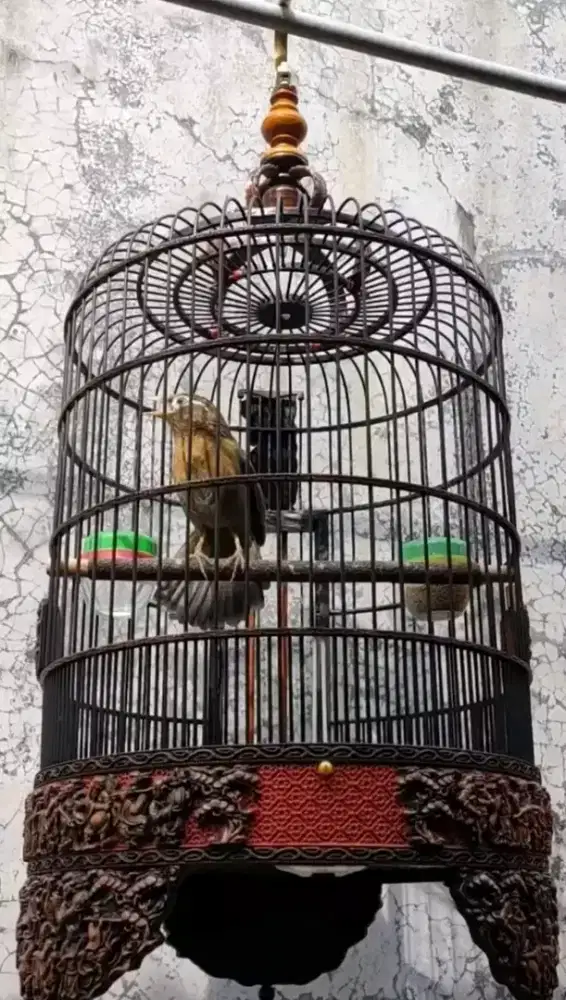 Wambi jantan rawatan rajin bunyi