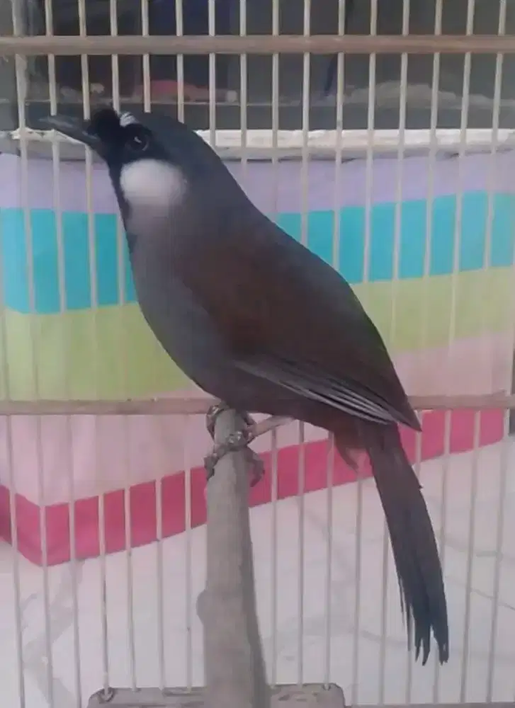 Poksay hongkong jantan mulus rawatan rajin bunyi