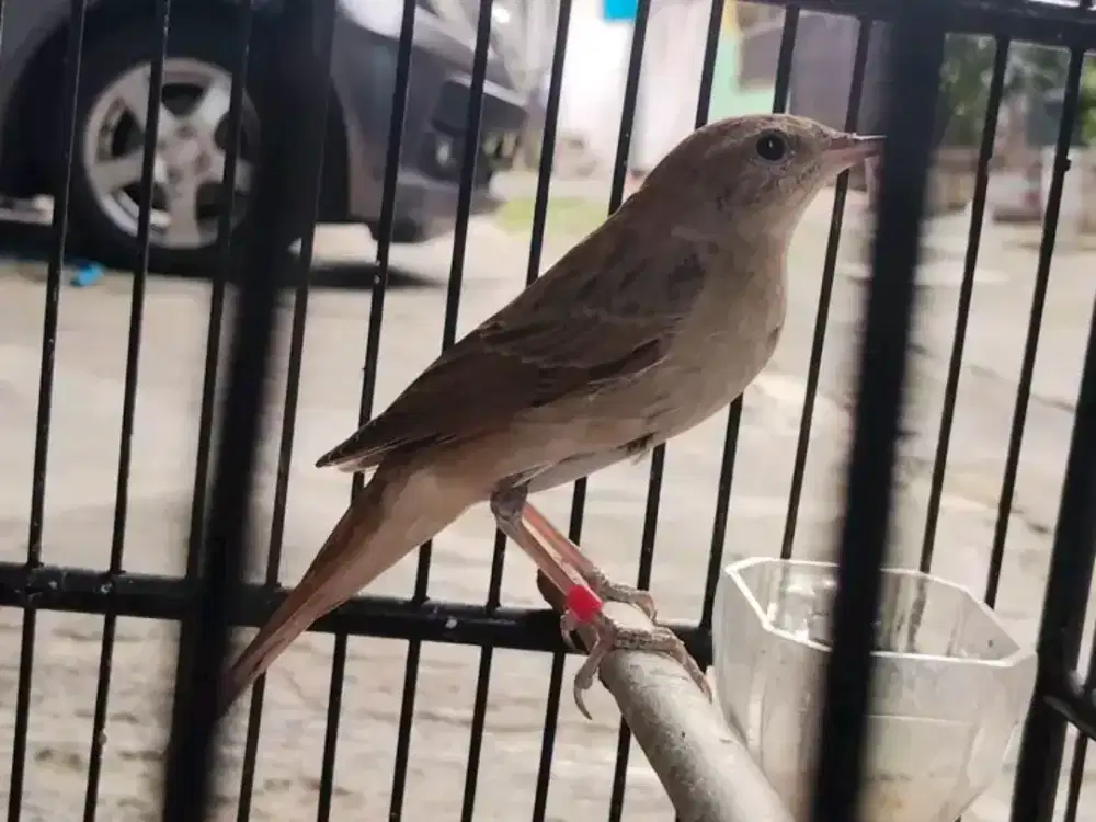SikatanLondo Jantan garansi rawatan bunyi