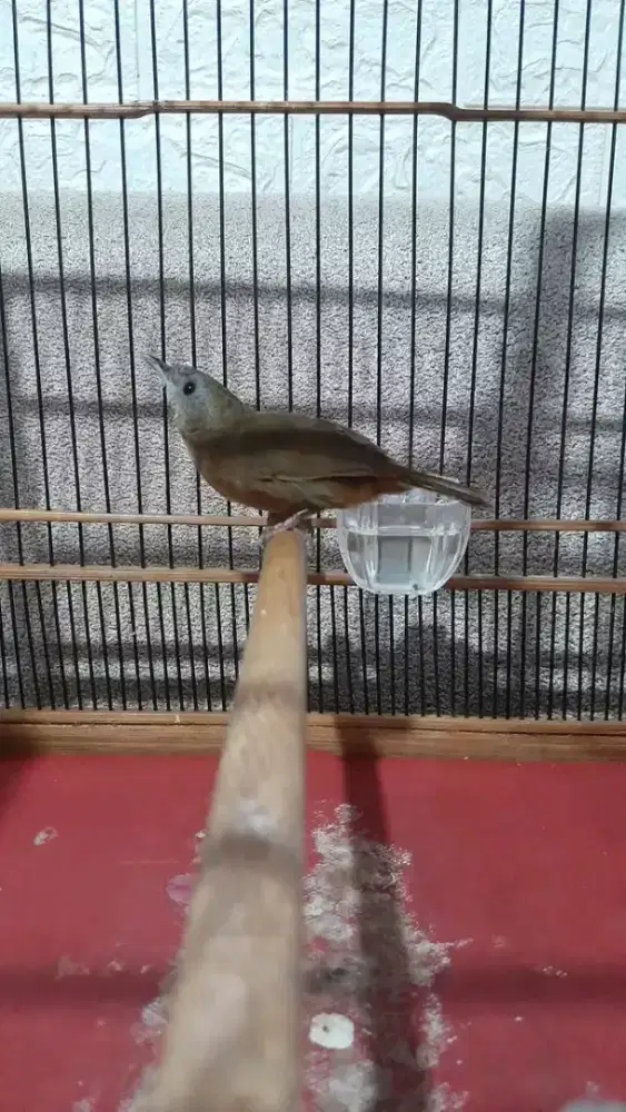 Wambi mini jantan rawatan rajin