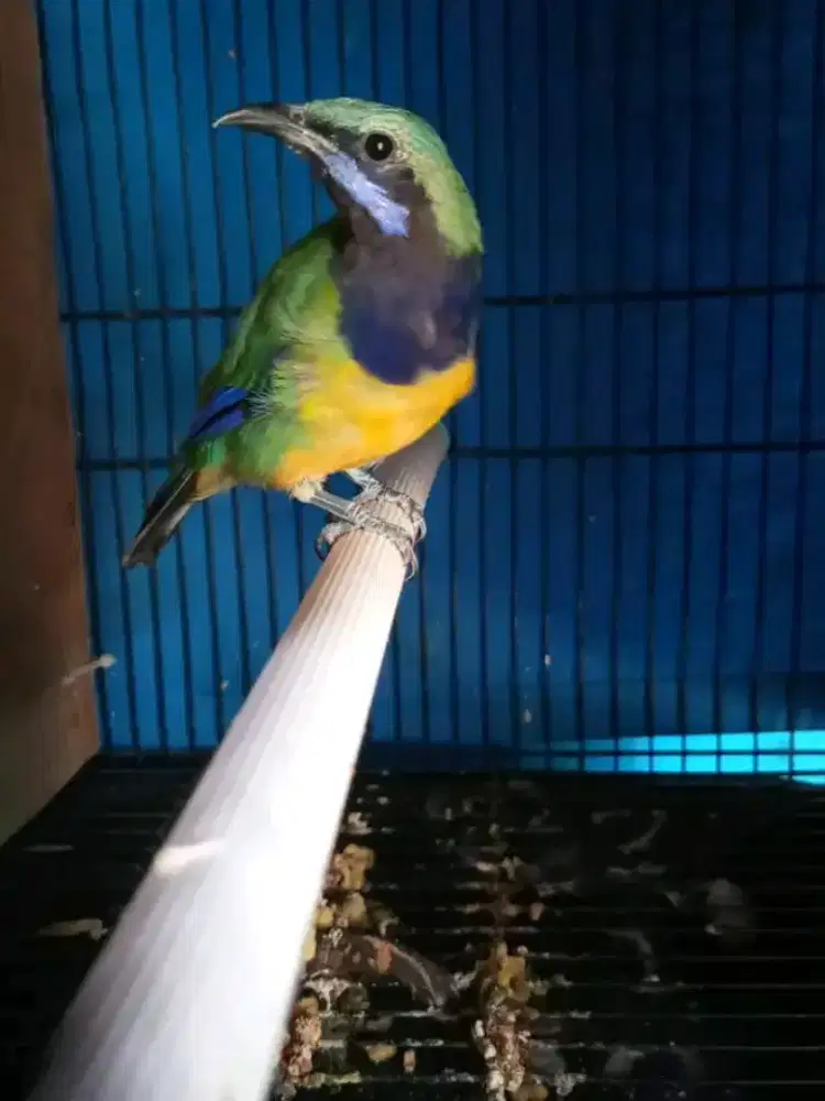 Sungko jantan rawatan mulus rajin