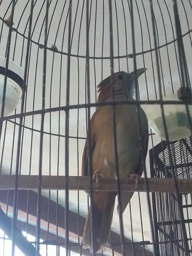 KAPAS TEMBAK GANTUNG ANTENG HARIAN GAK BISU 1 JUTA FULSET