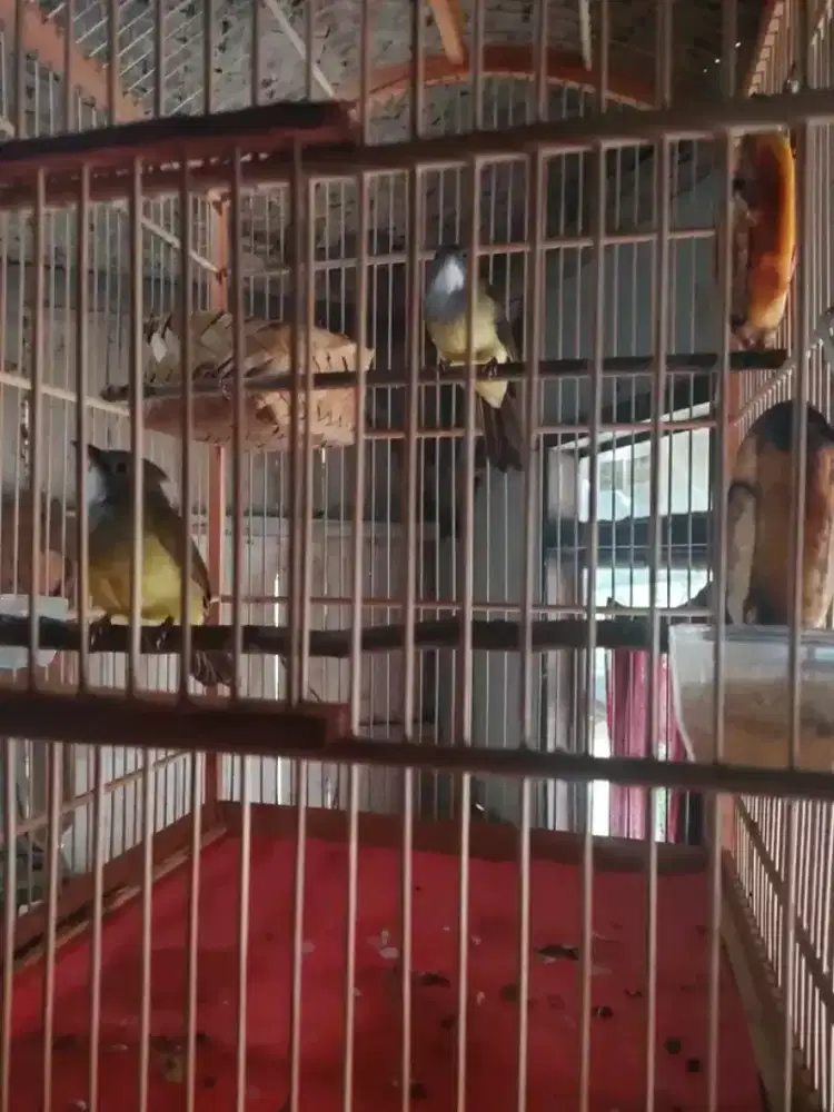 Sepasang cucak jenggot siap produksi