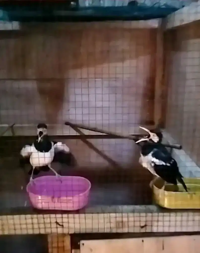 Sepasang jalak suren jawa siap produksi