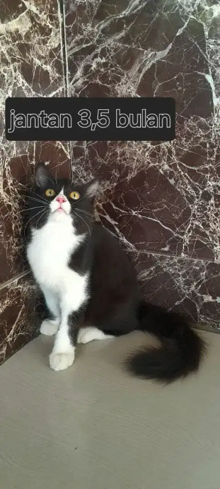 Persia medium usia 3,5 bulan