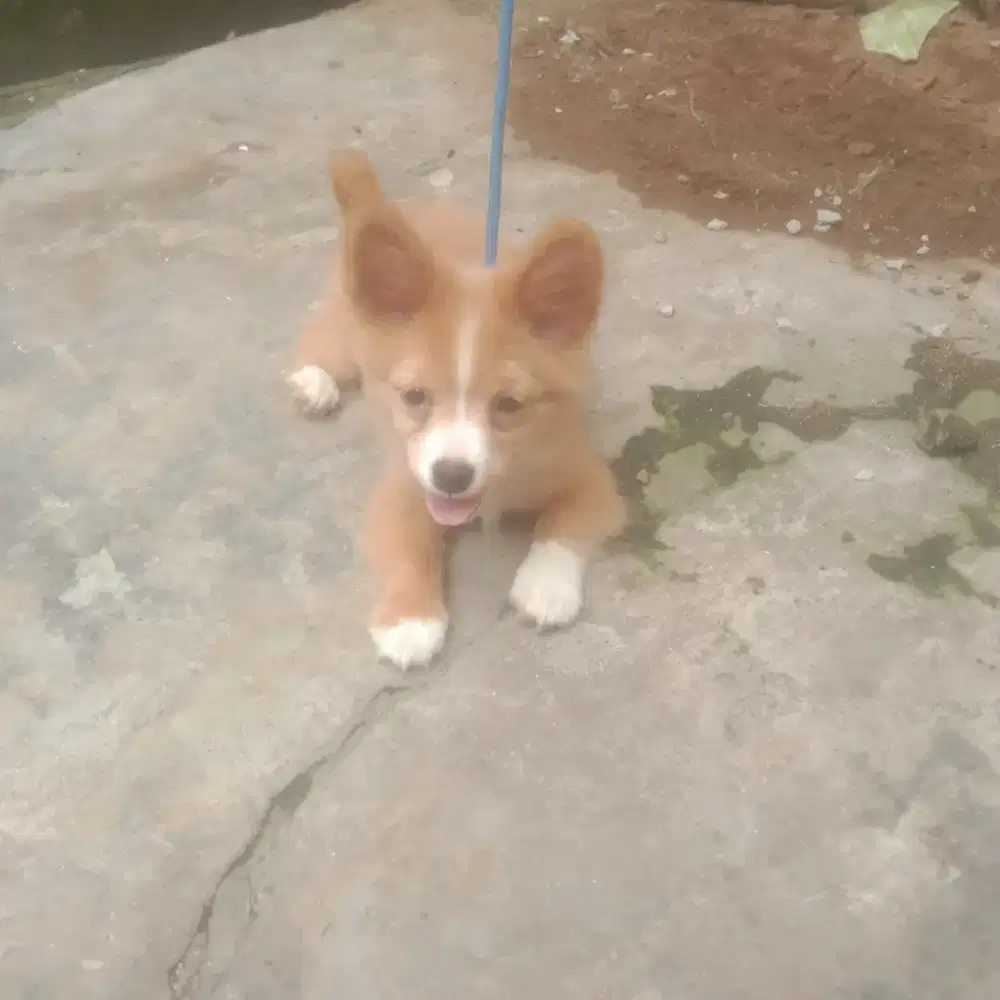 Anak anjing corgi mix pom betina