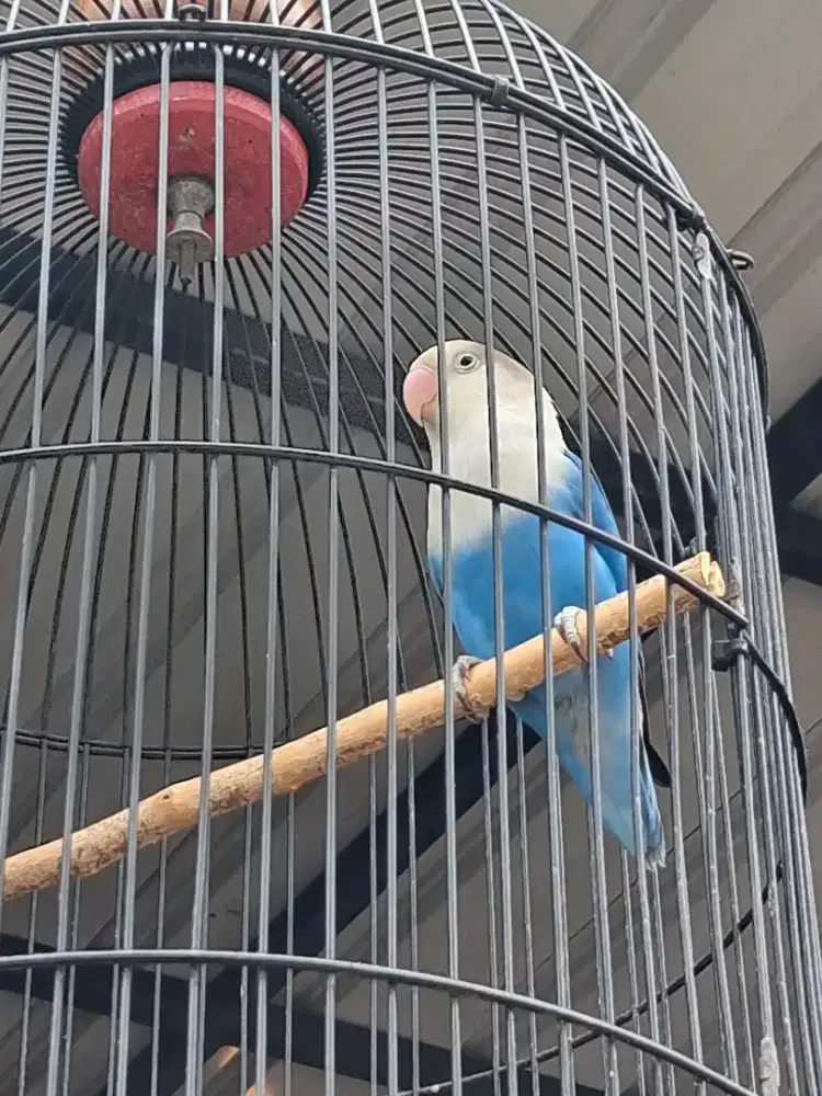 Jual cepat labek ngekek ful set