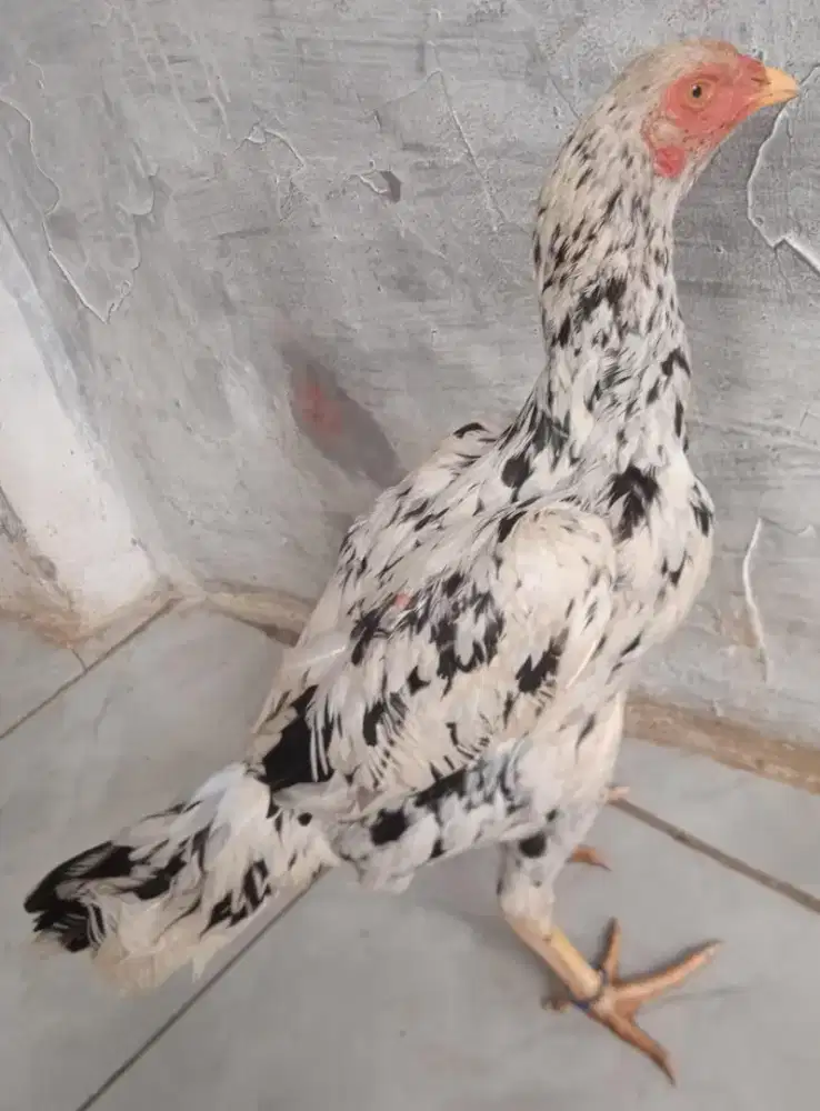 Ayam betina bangkokk