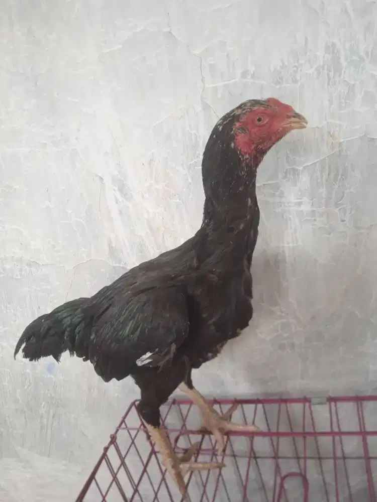 Ayam bangkok siap produksi