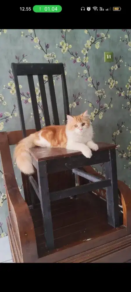 Ready Adopted

Persia Himalaya