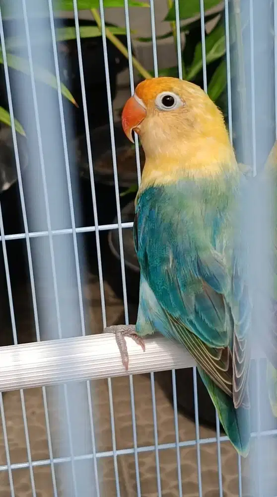 burung lovebird biola PB blue di Medan.