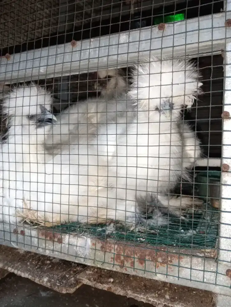 Ayam American Silkie