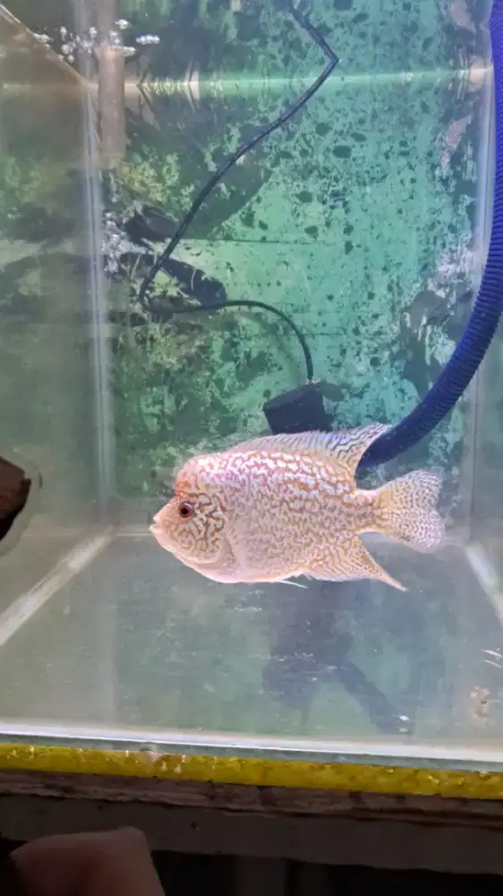 Cencu gb shotbody 12-+cm