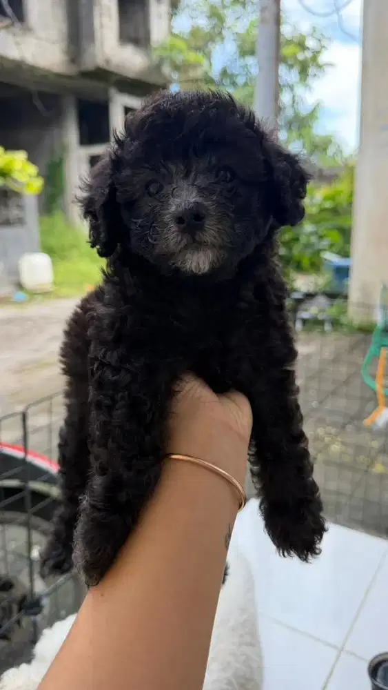 Ready silver poodle mix bichon