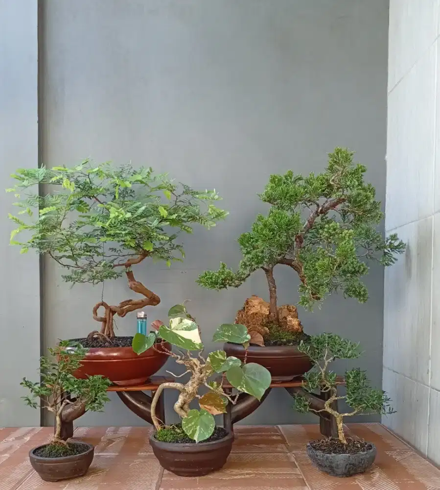 Bonsai cantik ada 5 pohon